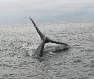 Copy of Humpback tail